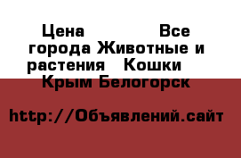 Zolton › Цена ­ 30 000 - Все города Животные и растения » Кошки   . Крым,Белогорск